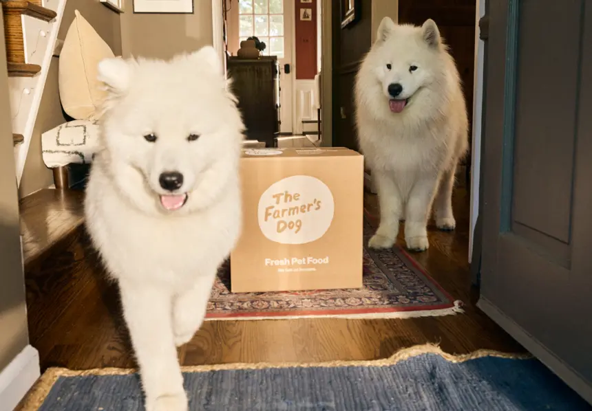 White dogs waiting by the door with a food box
